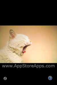 lolcats LOL Cats