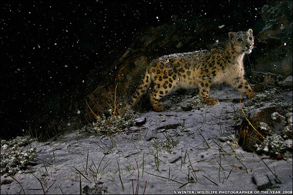 Fotografías ganadora y finalistas de Wildlife