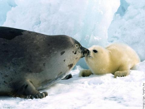 Sobre Animales - Frases Célebres