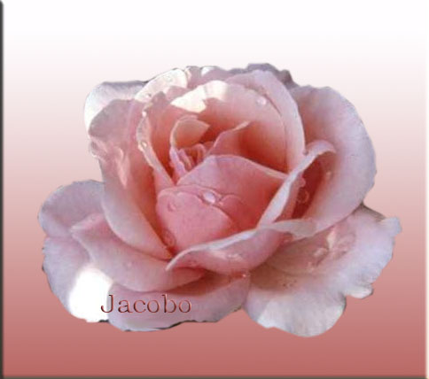 “La luna y la rosa” Poemas