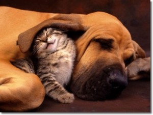 Sobre los animales - Frases Célebres Sobre los animales - Frases Célebres