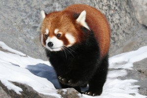 El hermoso Panda Rojo