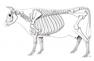 Dibujos para colorear de esqueletos de humano y animales Dibujos para colorear de esqueletos de humano y animales