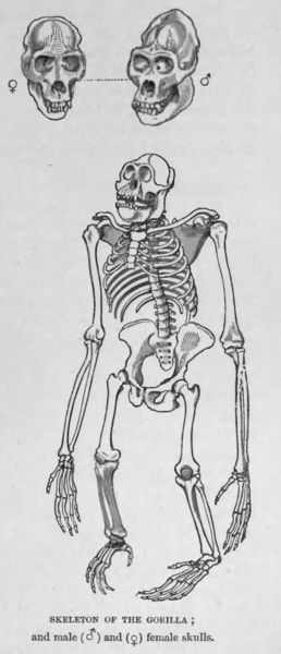 Dibujos para colorear de esqueletos de humano y animales Dibujos para colorear de esqueletos de humano y animales