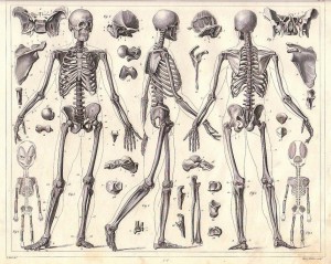 Dibujos para colorear de esqueletos de humano y animales Dibujos para colorear de esqueletos de humano y animales