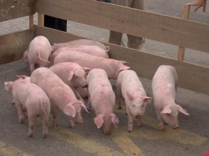 Nivel de alerta 5 inminente pandemia por Influenza Porcina