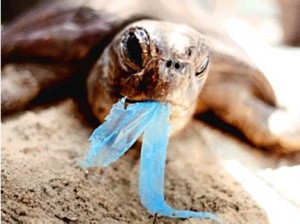 Porque se deben de prohibir las bolsas de plástico Porque se deben de prohibir las bolsas de plástico
