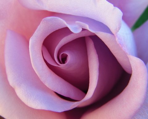 wallpaper rosas. Rosas De Amor. con mucho amor