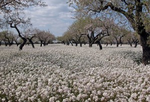 "Sencillos deseos" Poemas