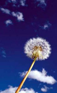 Sobre la felicidad - Frases Célebres