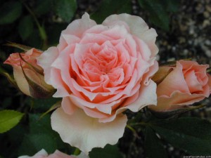 Más de 200 imágenes de rosas