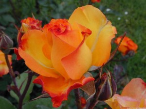 Más de 200 imágenes de rosas