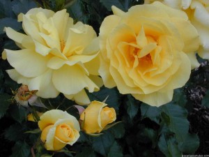Más de 200 imágenes de rosas