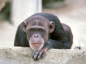 Sobre los animales - Frases Célebres