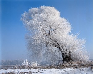 Los mejores wallpapers de Invierno