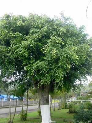 "Invocación al laurel" Poemas