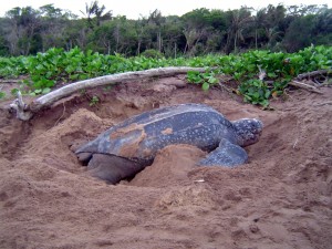 Acabemos con el robo de los huevos de tortuga Acabemos con el robo de los huevos de tortuga