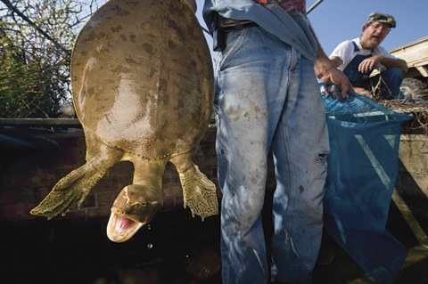 Acabemos con el robo de los huevos de tortuga Acabemos con el robo de los huevos de tortuga