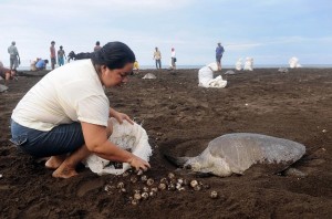 Acabemos con el robo de los huevos de tortuga Acabemos con el robo de los huevos de tortuga
