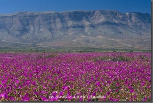 La belleza del Desierto Florido La belleza del Desierto Florido
