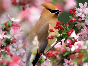 Sobre la Primavera - Frases Célebres Sobre la Primavera - Frases Célebres