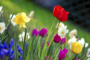 El 21 de marzo celebramos a la Primavera y a la Poesía