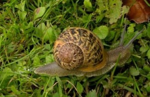 "El caracol y el rosal" Cuento - Hans Christian Andersen