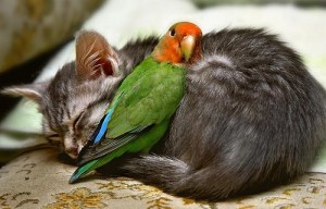 Entre los animales también existen fuertes lazos de amistad 