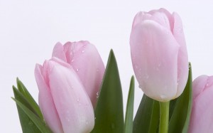 Cientos de imágenes gratuitas alusivas al Día de la Madre"