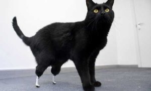 Gato convertido en biónico