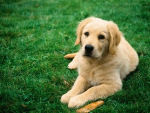 Sobre los animales - Frases Célebres