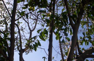 "No recuerdo" Poemas