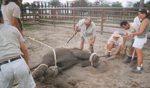 ¿Te gusta el circo? ahora lo pensarás dos veces: Crueldad con los animales ¿Te gusta el circo? ahora lo pensarás dos veces: Crueldad con los animales