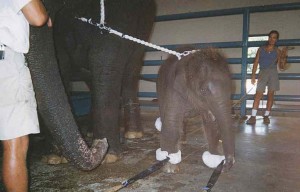 ¿Te gusta el circo? ahora lo pensarás dos veces: Crueldad con los animales ¿Te gusta el circo? ahora lo pensarás dos veces: Crueldad con los animales