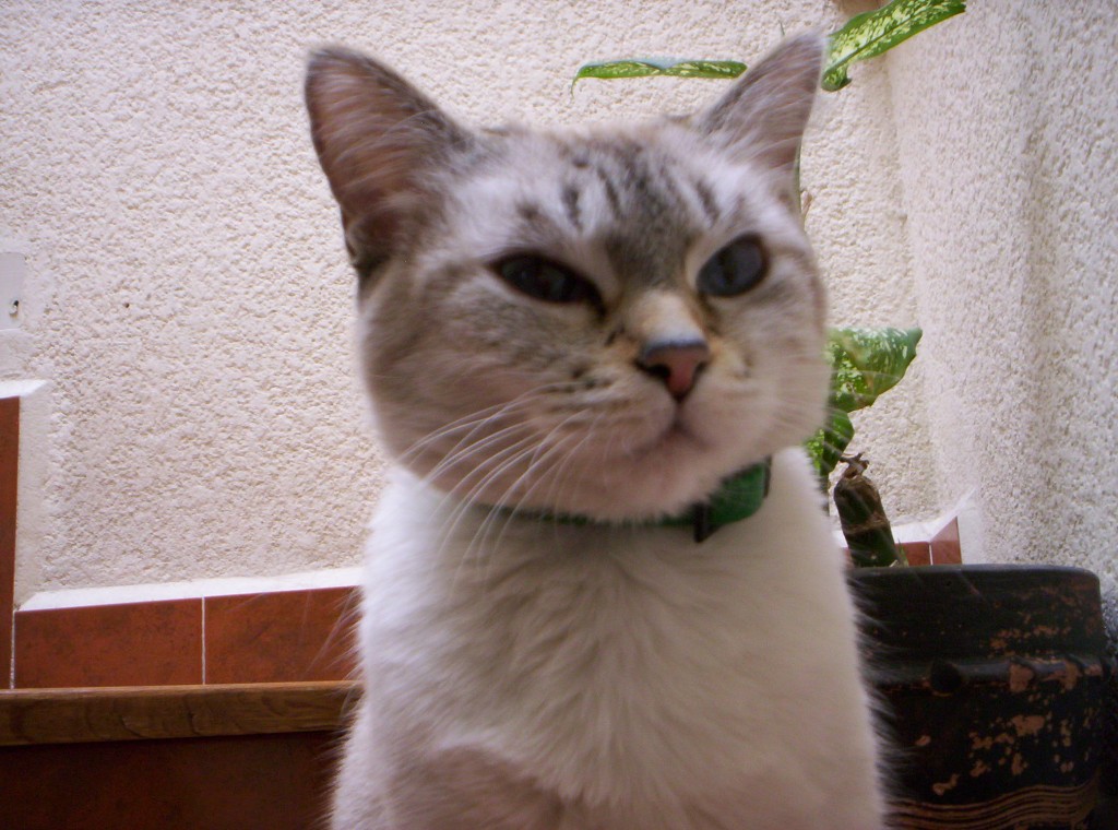 "Oda al gato" - Poemas