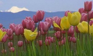 "Doña Primavera" - Poemas