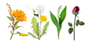 imagenes de flores en vectores-fordesigner Imágenes de flores en Vectores