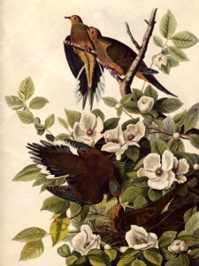 Audubon_carolina_pigeon-acuarela Sobre la Naturaleza - Frases Célebres