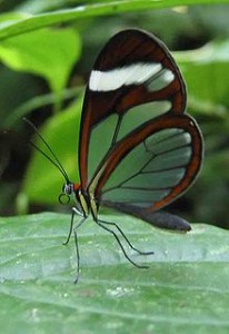 mariposa-Glasswing_butterfly_Panama-wikipedia Fantástica exhibición de mariposas vivas en Londres