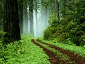 bosque-sendero fondos gratis "High treason" - Poems