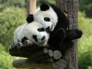 pandas-fondosgratis.com.mx Sobre el amor - Frases Célebres