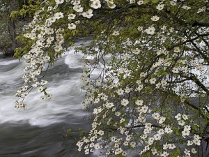 agua y flores-naturaleza-topwallpaper.org Sobre la religión - Frases Célebres