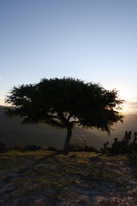 "Desde su nido a ciegas" - Poemas