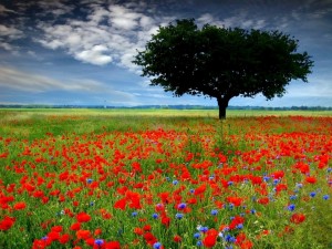 Y nuevamente abril a flor de cielo... - Poemas
