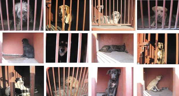 perros-iztapalapa
