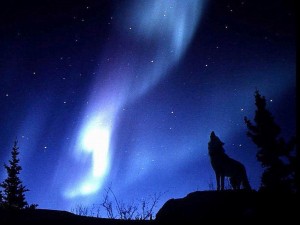 Lobo