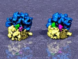 Avances de la Biología primera imagen de un Ribosoma Híbrido