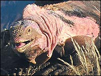 La "rosada" podría reescribir la teoría de la evolución de las iguanas