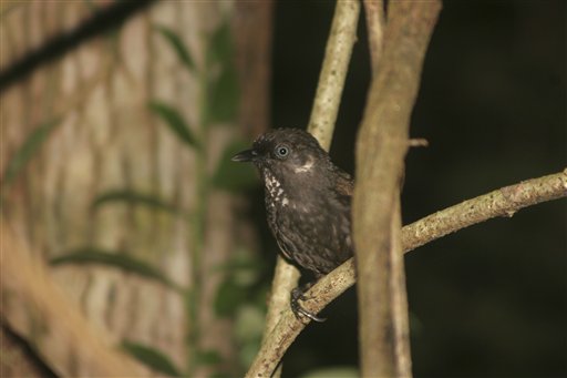 Pájaro charlatán descubierto en China
