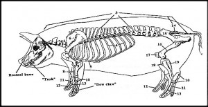 Dibujos para colorear de esqueletos de humano y animales